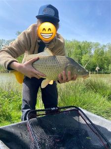 Common Carp