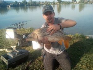 Common Carp