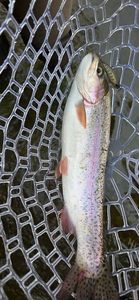 Rainbow Trout