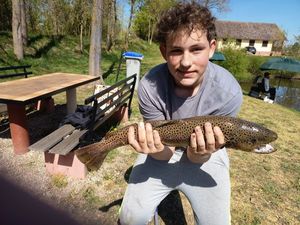 Brown Trout