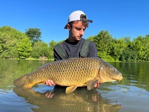 Common Carp
