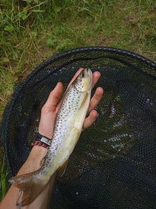 Brown Trout