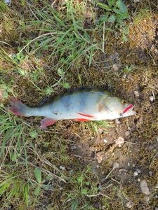 European Perch
