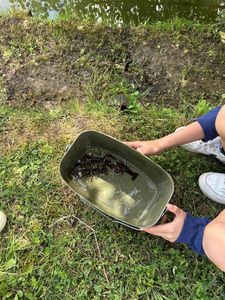 Spinycheek Crayfish