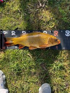 Koï Fish