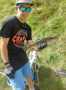 Rainbow Trout