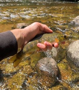 Brown Trout