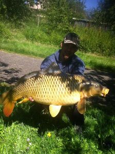 Common Carp