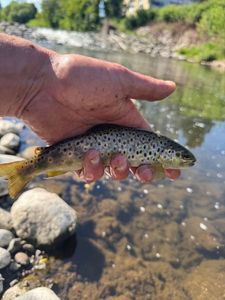 Brown Trout