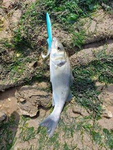 European Bass (Seabass)