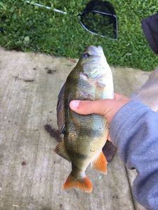 European Perch