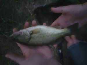 Largemouth Bass