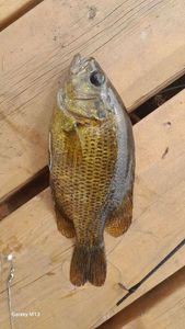 Smallmouth Bass