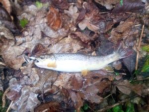 Brown Trout