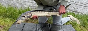 Sturgeon
