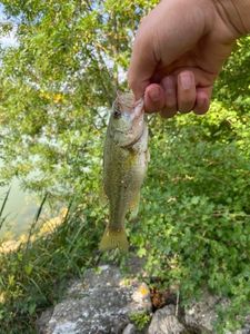 Largemouth Bass