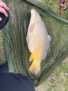 Mirror Carp