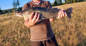 Zander