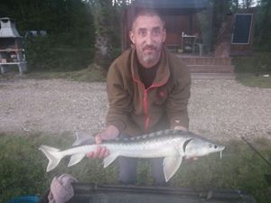 Sturgeon