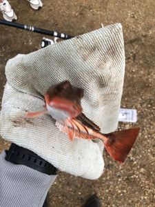 Grey Gurnard