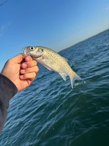 Spotted Seabass
