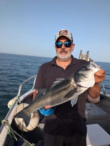 European Bass (Seabass)