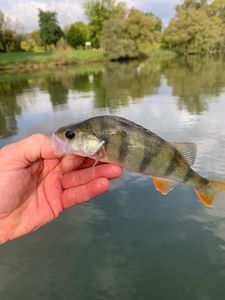 European Perch