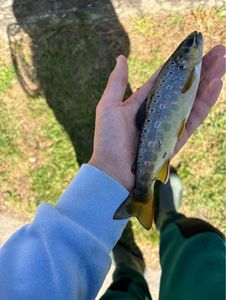 Brown Trout