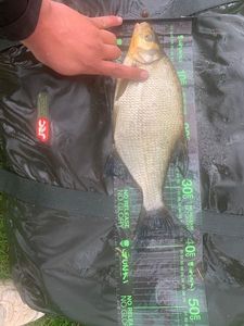 Common Bream
