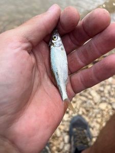 Common Dace