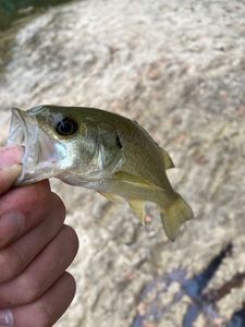 Largemouth Bass