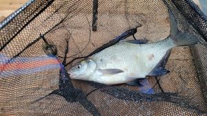 Common Bream