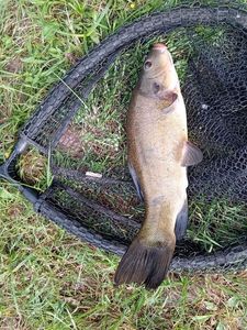 Tench