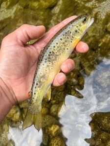 Brown Trout