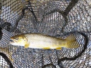 Brown Trout