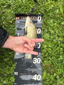 Tench