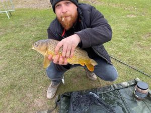 Common Carp