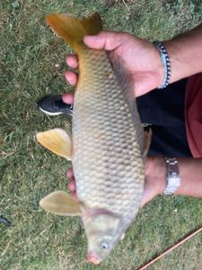 Common Carp
