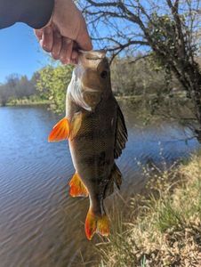 European Perch