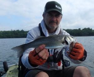 European Bass (Seabass)