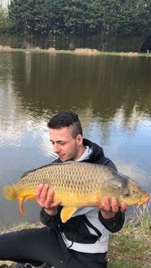 Common Carp