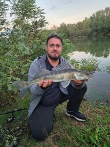 Zander