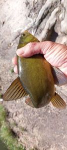 Tench