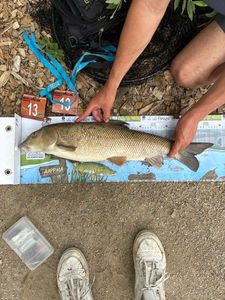 Barbel