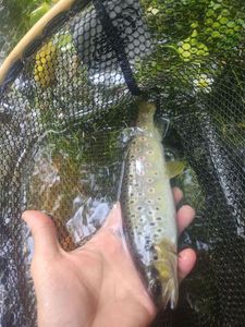 Brown Trout