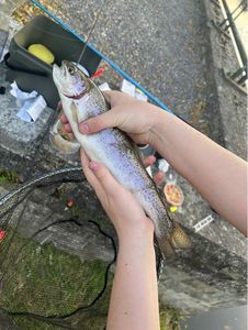 Rainbow Trout