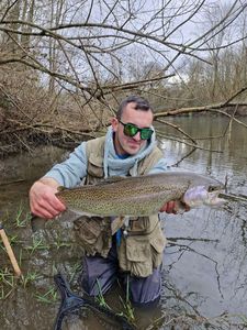 Rainbow Trout