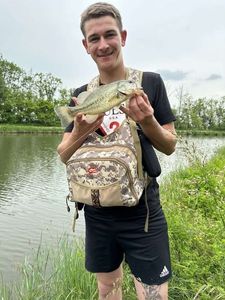 Largemouth Bass
