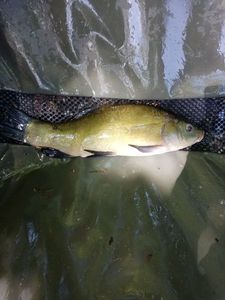 Tench