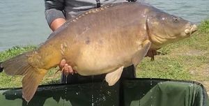 Mirror Carp